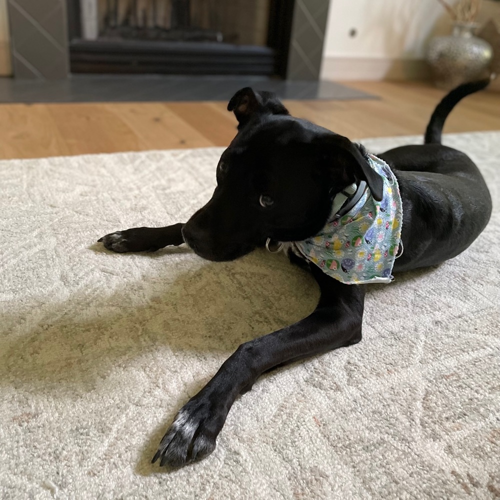 Meet your Posher, Alexa